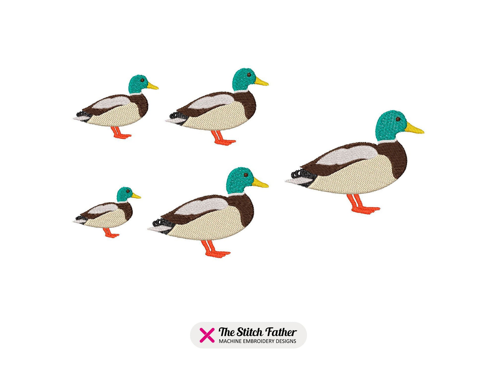 Green Collar Duck Standing