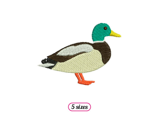 Green Collar Duck Standing