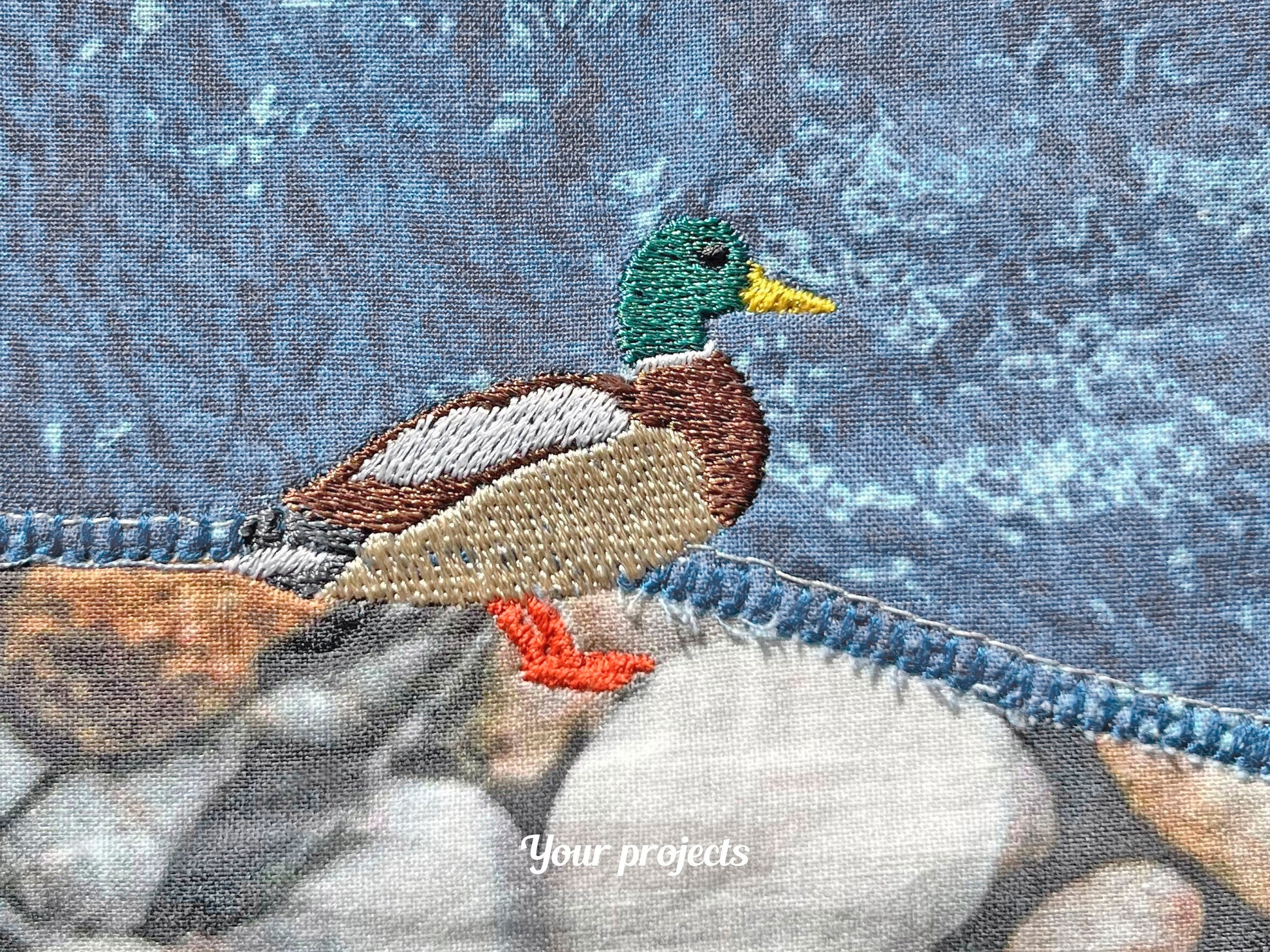 Green Collar Duck Standing